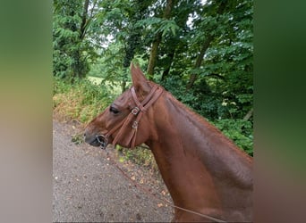 American Quarter Horse, Wallach, 10 Jahre, 153 cm, Fuchs