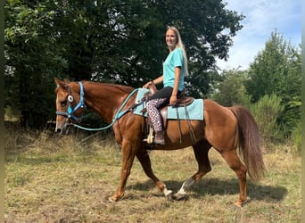 American Quarter Horse, Wallach, 10 Jahre, 153 cm, Fuchs