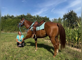 American Quarter Horse, Wallach, 10 Jahre, 153 cm, Fuchs