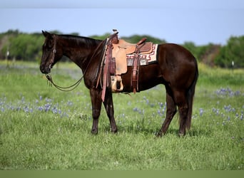 American Quarter Horse, Wallach, 10 Jahre, 155 cm, Brauner