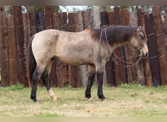 American Quarter Horse, Wallach, 10 Jahre, 155 cm, Buckskin