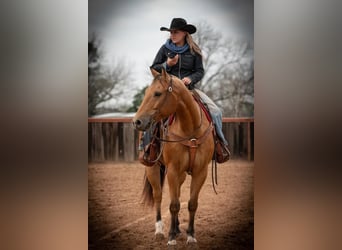 American Quarter Horse, Wallach, 10 Jahre, 155 cm, Buckskin