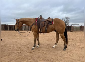 American Quarter Horse, Wallach, 10 Jahre, 155 cm, Buckskin