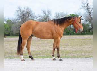 American Quarter Horse, Wallach, 10 Jahre, 155 cm, Buckskin