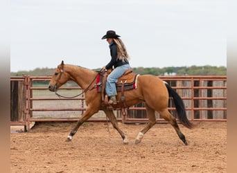 American Quarter Horse, Wallach, 10 Jahre, 155 cm, Buckskin
