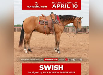 American Quarter Horse, Wallach, 10 Jahre, 155 cm, Buckskin