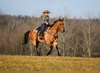 American Quarter Horse, Wallach, 10 Jahre, 155 cm, Buckskin