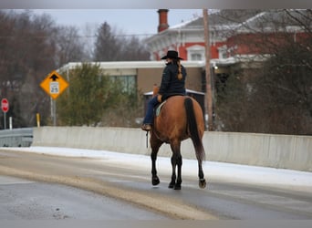 American Quarter Horse, Wallach, 10 Jahre, 155 cm, Buckskin