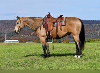 American Quarter Horse, Wallach, 10 Jahre, 155 cm, Buckskin