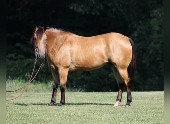 American Quarter Horse, Wallach, 10 Jahre, 155 cm, Buckskin