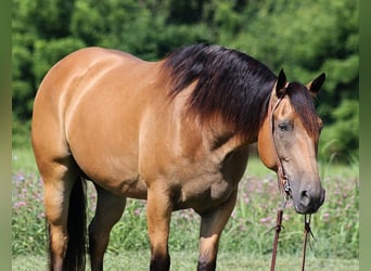 American Quarter Horse, Wallach, 10 Jahre, 155 cm, Buckskin