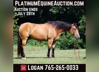 American Quarter Horse, Wallach, 10 Jahre, 155 cm, Buckskin