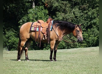 American Quarter Horse, Wallach, 10 Jahre, 155 cm, Buckskin