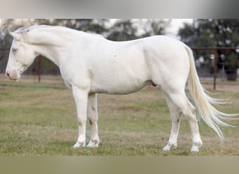 American Quarter Horse, Wallach, 10 Jahre, 155 cm, Cremello