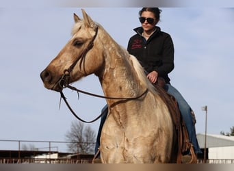 American Quarter Horse, Wallach, 10 Jahre, 155 cm, Palomino