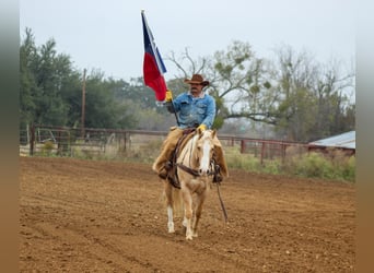 American Quarter Horse, Wallach, 10 Jahre, 155 cm, Palomino
