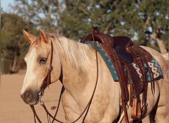 American Quarter Horse, Wallach, 10 Jahre, 155 cm, Palomino
