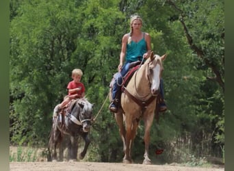 American Quarter Horse, Wallach, 10 Jahre, 155 cm, Palomino