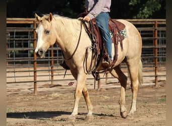 American Quarter Horse, Wallach, 10 Jahre, 155 cm, Palomino