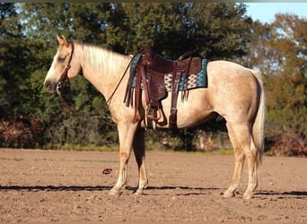 American Quarter Horse, Wallach, 10 Jahre, 155 cm, Palomino