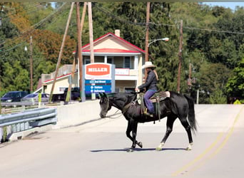 American Quarter Horse, Wallach, 10 Jahre, 155 cm, Rappe