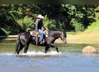 American Quarter Horse, Wallach, 10 Jahre, 155 cm, Rappe