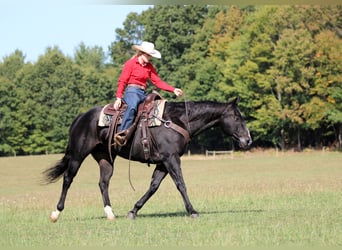 American Quarter Horse, Wallach, 10 Jahre, 155 cm, Rappe