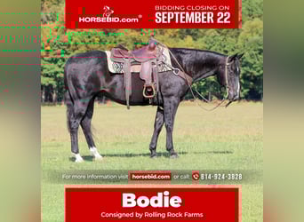 American Quarter Horse, Wallach, 10 Jahre, 155 cm, Rappe