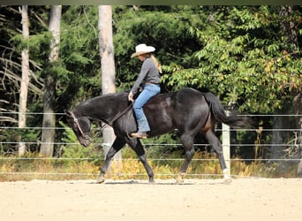 American Quarter Horse, Wallach, 10 Jahre, 155 cm, Rappe