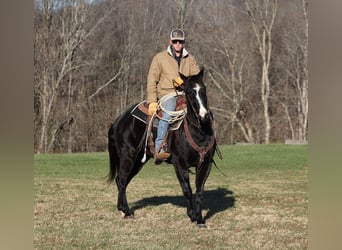 American Quarter Horse, Wallach, 10 Jahre, 155 cm, Rappe