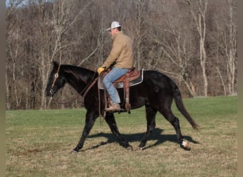 American Quarter Horse, Wallach, 10 Jahre, 155 cm, Rappe