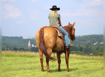 American Quarter Horse, Wallach, 10 Jahre, 155 cm, Red Dun