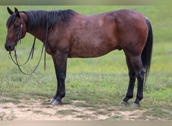 American Quarter Horse, Wallach, 10 Jahre, 155 cm, Roan-Bay