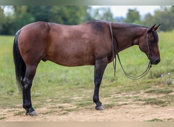American Quarter Horse, Wallach, 10 Jahre, 155 cm, Roan-Bay