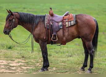 American Quarter Horse, Wallach, 10 Jahre, 155 cm, Roan-Bay