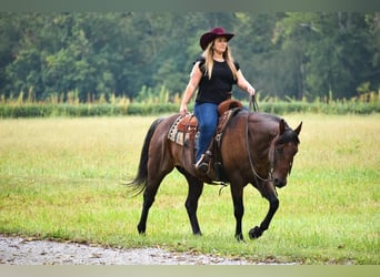 American Quarter Horse, Wallach, 10 Jahre, 155 cm, Roan-Bay