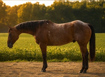 American Quarter Horse, Wallach, 10 Jahre, 155 cm, Roan-Bay