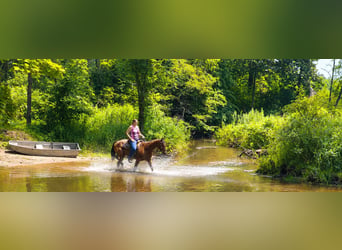 American Quarter Horse, Wallach, 10 Jahre, 155 cm, Roan-Bay