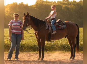 American Quarter Horse, Wallach, 10 Jahre, 155 cm, Roan-Bay
