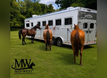 American Quarter Horse, Wallach, 10 Jahre, 155 cm, Roan-Bay