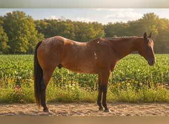 American Quarter Horse, Wallach, 10 Jahre, 155 cm, Roan-Bay