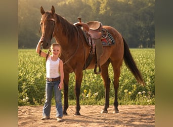 American Quarter Horse, Wallach, 10 Jahre, 155 cm, Roan-Bay