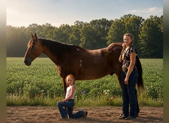 American Quarter Horse, Wallach, 10 Jahre, 155 cm, Roan-Bay
