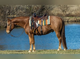 American Quarter Horse, Wallach, 10 Jahre, 155 cm, Roan-Red