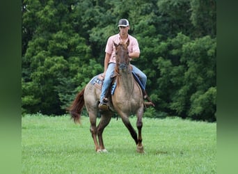 American Quarter Horse, Wallach, 10 Jahre, 155 cm, Roan-Red