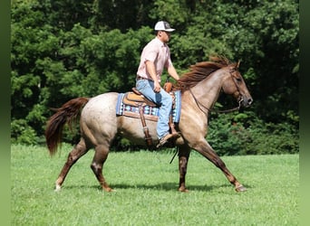 American Quarter Horse, Wallach, 10 Jahre, 155 cm, Roan-Red