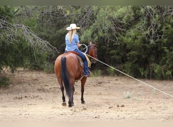 American Quarter Horse, Wallach, 10 Jahre, 155 cm, Rotbrauner