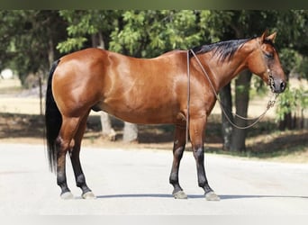 American Quarter Horse, Wallach, 10 Jahre, 155 cm, Rotbrauner