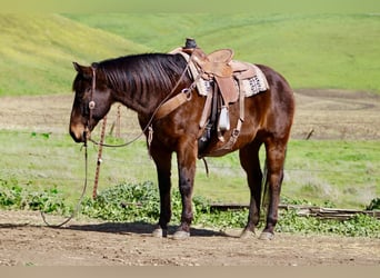 American Quarter Horse, Wallach, 10 Jahre, 155 cm, Rotbrauner