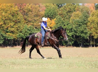 American Quarter Horse, Wallach, 10 Jahre, 155 cm, Rotbrauner